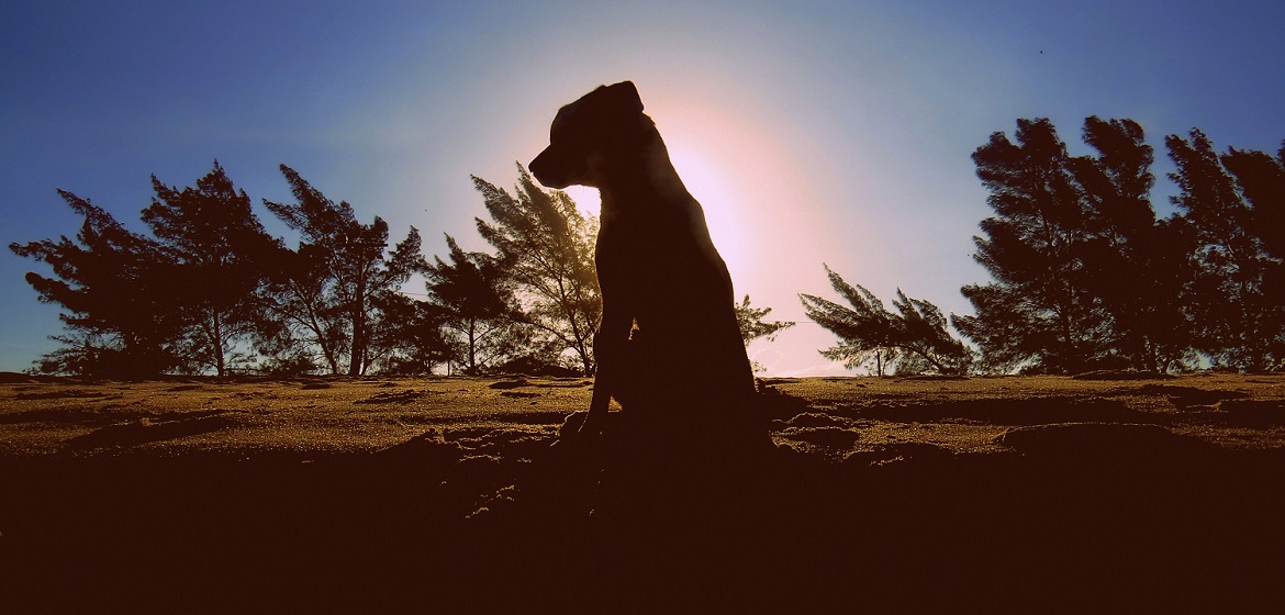 capa-aroldo-sampaio-born-to-be-blue-oitavo-disco-divulgação